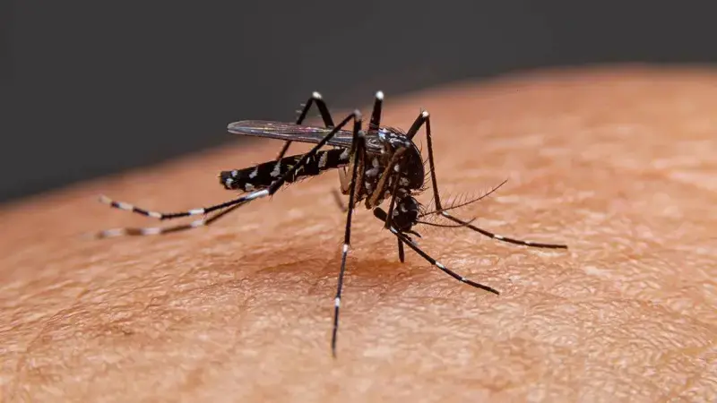 dengue-4-deaths-in-24-hours.webp
