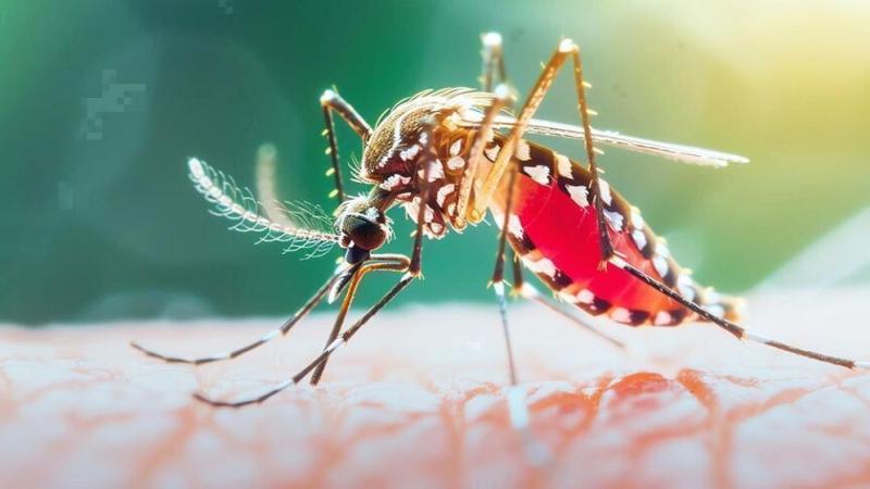 dengue-update-news-6aa7d96f795ef.jpg