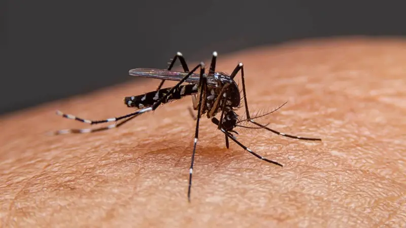 dengue-4-deaths-in-24-hours.webp
