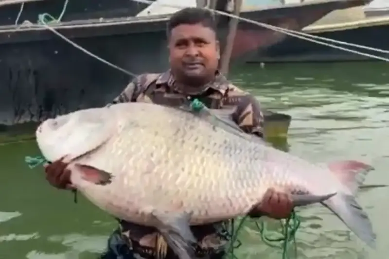 giant-katla-fish-25kg-500g-daulatdia-padma-river.webp