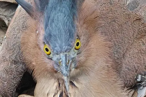 rare-species-of-night-heron-rescued-in-rangamati.webp